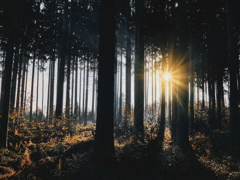 cahaya matahari di hutan