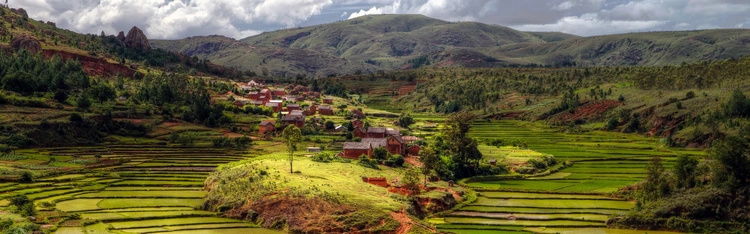 Sawah